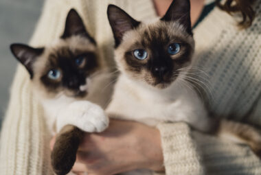 Portrait two identical siamese cats
