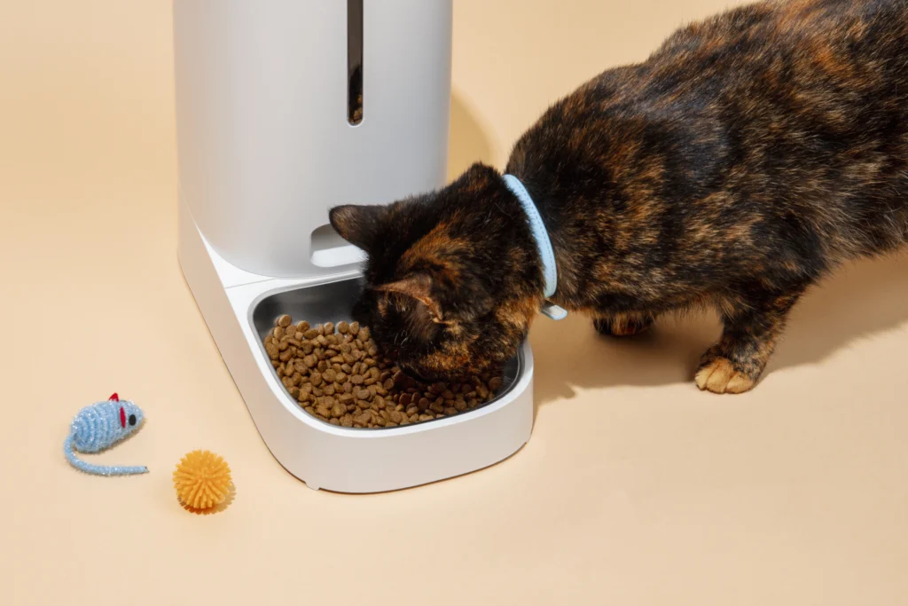 cat eating dry food